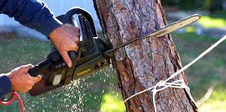 Best Tree Mulching  in Niagara, WI