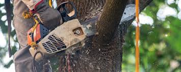 Best Tree and Shrub Care  in Niagara, WI